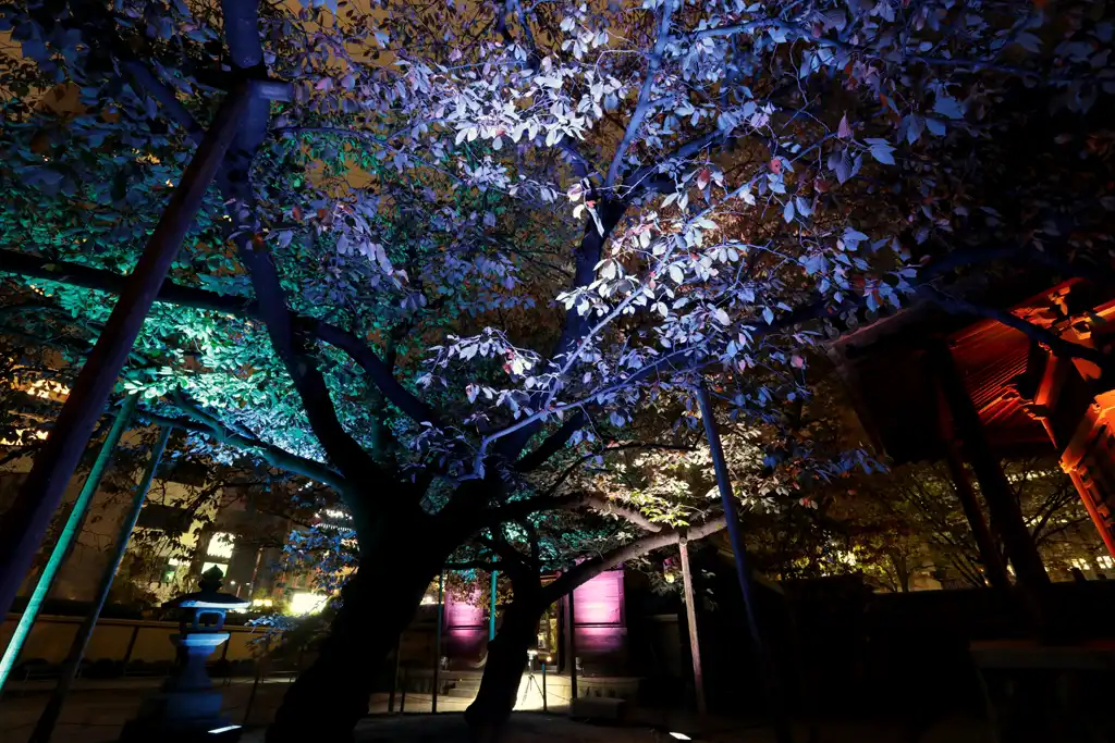 幻想的な灯りの中庭画像